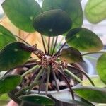 Pilea peperomioides Kukka