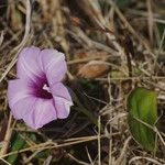 Ipomoea tiliacea Çiçek