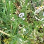 Biserrula pelecinus Flower