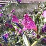 Echium creticum Flower