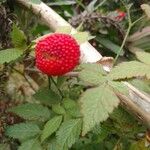 Rubus rosifolius Frukto