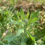 Tessaria absinthioides Flor