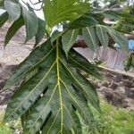 Artocarpus altilis Blad