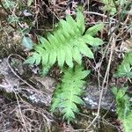 Polypodium cambricum পাতা