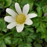 Anemone baldensis Blomma