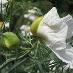 Romneya coulteri Diğer