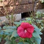 Hibiscus palustris Flor