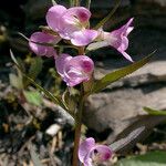 Pedicularis racemosa Bloem
