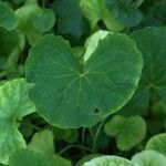 Centella asiatica Blad