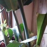 Strelitzia nicolai Corteza