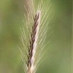 Hordeum secalinum Muu