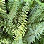 Polystichum acrostichoides ഇല