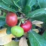 Arctostaphylos uva-ursi फल