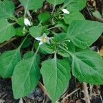 Solanum chenopodioides Foglia