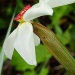 Narcissus poeticus Kukka