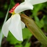 Narcissus poeticus Blüte