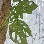 Monstera adansonii 葉