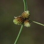 Cyperus subsquarrosus Fruit