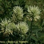 Trifolium pannonicum Habit