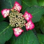 Hydrangea macrophyllaFiore