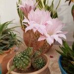Echinopsis oxygona List