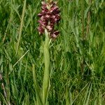 Anacamptis coriophora Hábito