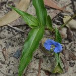 Commelina ensifolia 整株植物