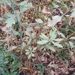 Romneya coulteri Leaf