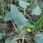 Rumex roseus Hoja