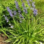 Hyacinthoides hispanica 整株植物