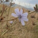 Cichorium endiviaBlomma