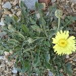 Crepis albida Hábito