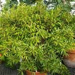 Ficus cordata موطن