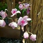 Dendrobium anosmum പുഷ്പം