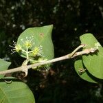 Pisonia aculeata Folha