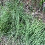 Eragrostis curvula ഇല