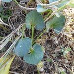 Calystegia soldanella Ліст