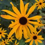 Rudbeckia fulgida Цвят