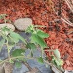 Malva unguiculata Leaf