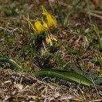 Erythronium grandiflorum Habitus