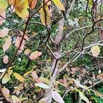 Cornus alternifolia Habit