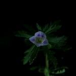 Limnophila sessiliflora Habitus