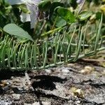Linaria capraria Hoja
