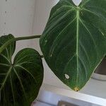 Philodendron gloriosum Blad