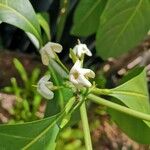 Atractocarpus fitzalanii Цветок
