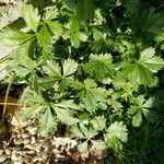 Potentilla reptans Hábitos