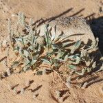 Plantago ciliata 整株植物