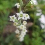 Adromischus cristatus Kvet