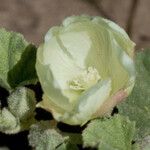 Malvella leprosa Flower