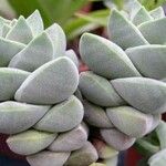 Crassula perfoliata Συνήθη χαρακτηριστικά